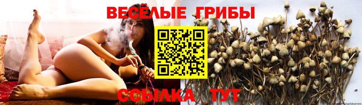 Артём  Галлюциногенные грибы мицелий  Вход с VPN 